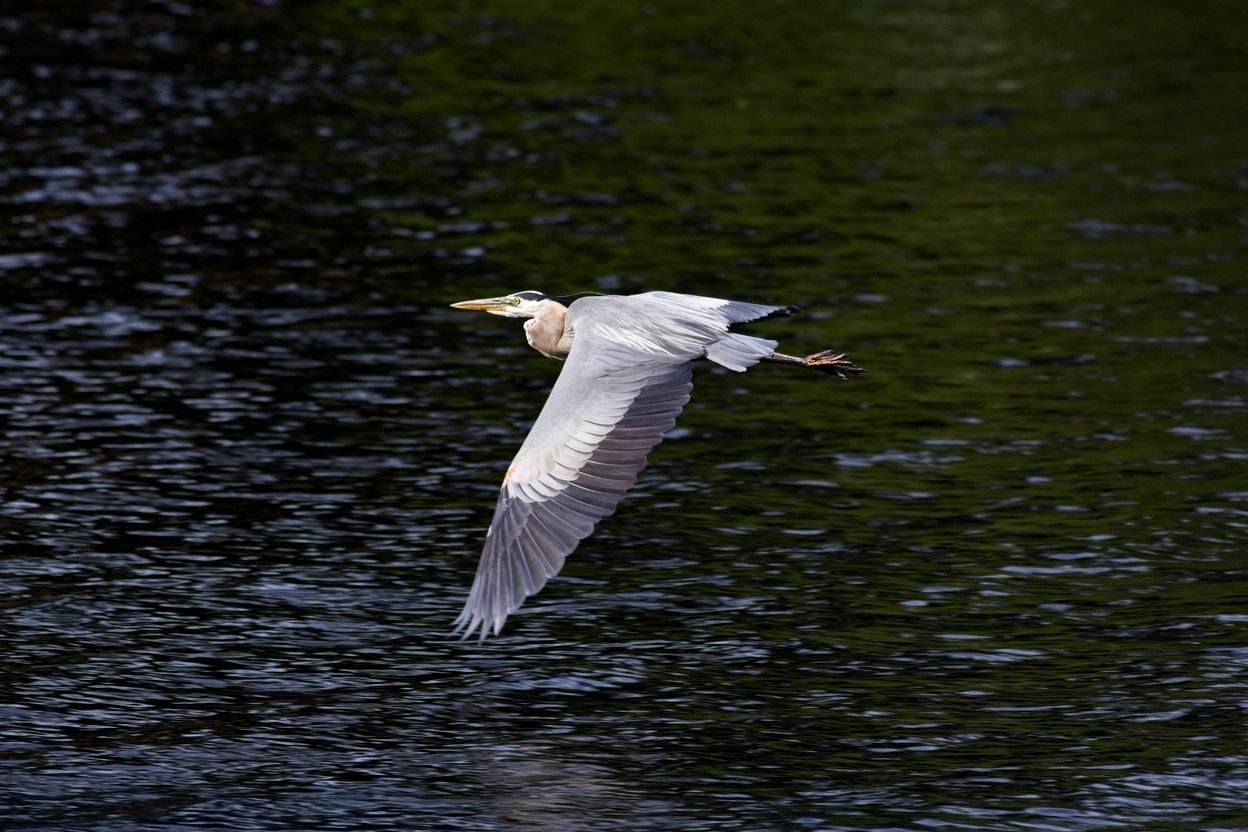A flying fish leaps out of the deep blue ocean water, its large pectoral fins spread wide like wings as it glides above the rippling surface, which is scattered with sparkling reflections of sunlight.